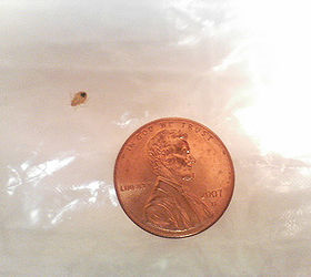 bed bugs facts and info, pest control, compare size