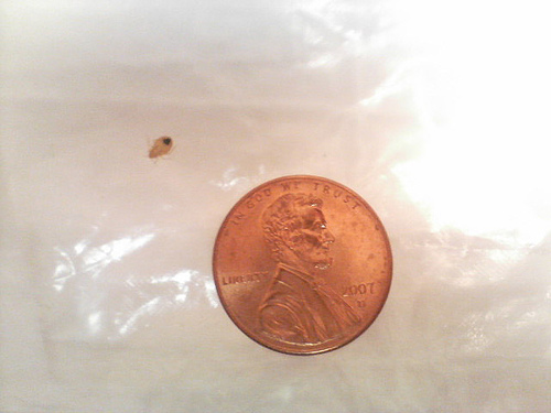 bed bugs facts and info, pest control, compare size