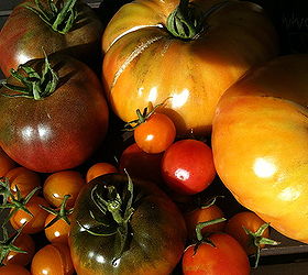 the 5 easiest and yummiest fruits to grow in a container garden, container gardening, flowers, gardening, Nothing compares to homegrown organic heirloom tomatoes