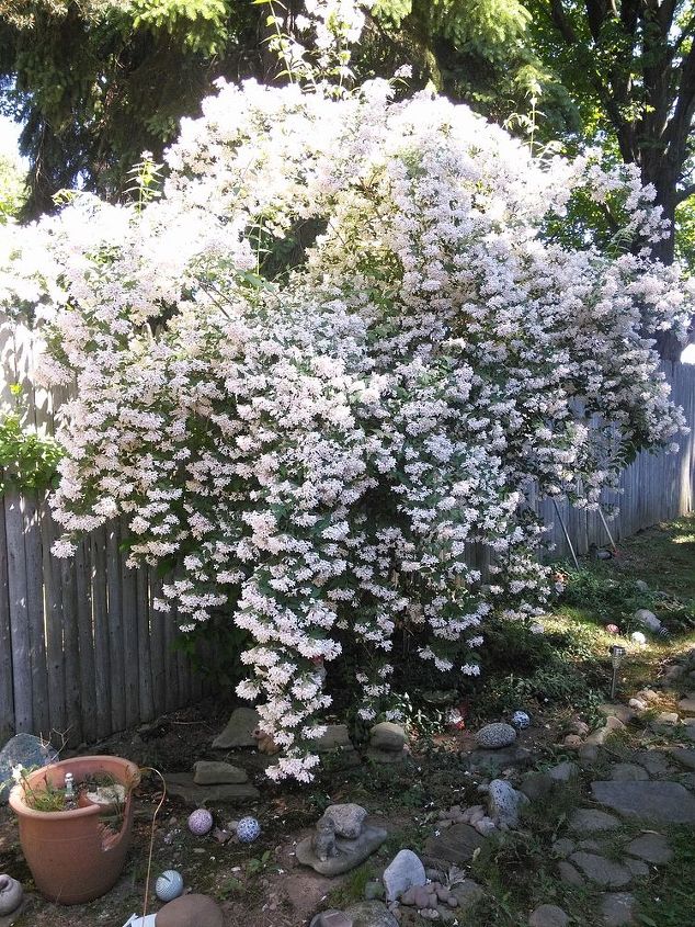can anyone i d this plant for me, gardening, When the blooms drop I t looks like snow