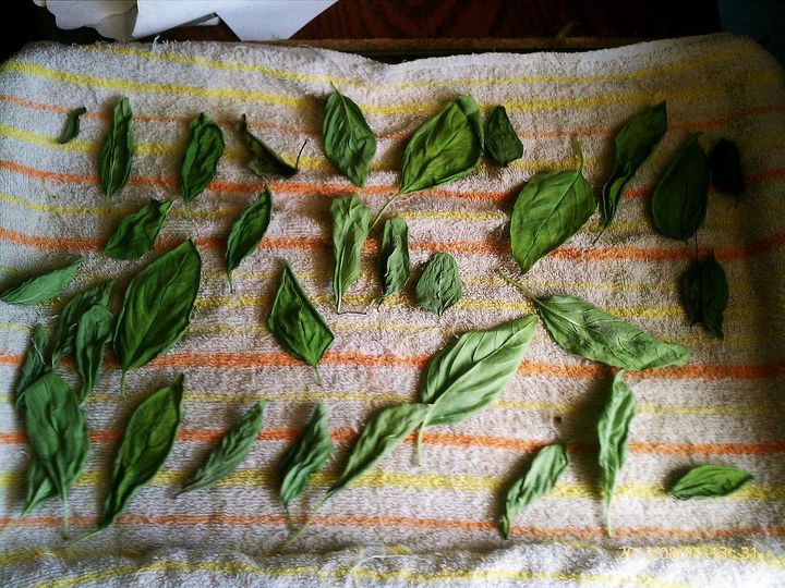 q drying my basil out, gardening, 2 wks ago