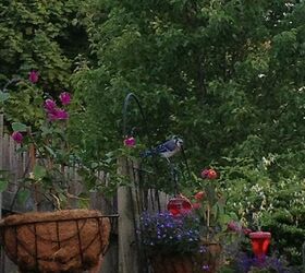 more garden and an extra sitting space to rest my bones, flowers, gardening, hydrangea, Blue Jay on the Trellis