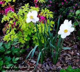 spring is on the way, gardening, Bleeding Hearts and Poet s narcissus in the leaf mulch