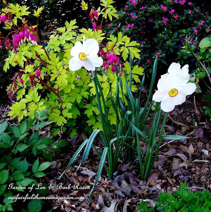 spring is on the way, gardening, Bleeding Hearts and Poet s narcissus in the leaf mulch