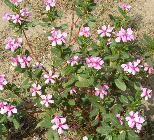 q is this a madagascar periwinkle catharanthus roseus, gardening, Google image Looks the same to me they called it Madagascar periwinkle Catharanthus roseus
