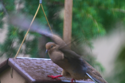 part 5 back story of tllg s rain or shine feeders, outdoor living, pets animals, urban living, MOURNING DOVE WANTS TO BE LIKE HIS PAL THE HOUSE FINCH CLIMBS UP ON THE ROOF VIEW 2 BUT NOT A GOOD IDEA IN THE RAIN INFO ON MOURNING DOVES