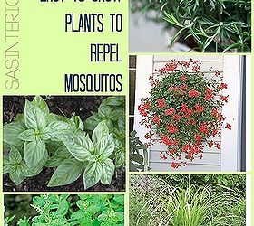 11 easy to grow plants to repel mosquitos, gardening, pest control