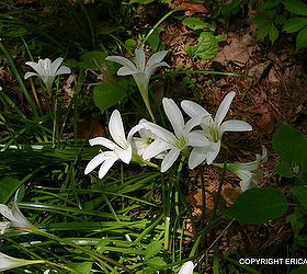 i wanted to post photos of the native to se us rain lily zephyranthes atamasca, gardening, close up of Zephyranthes atamasca