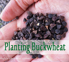 planting buckwheat, gardening