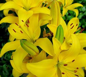 17 de junio flores del da, Lirios asi ticos amarillos