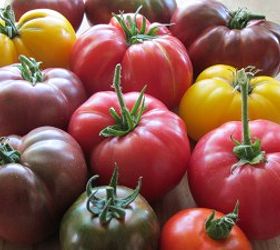 q tomato taste test what varieties have done best for you this summer, gardening