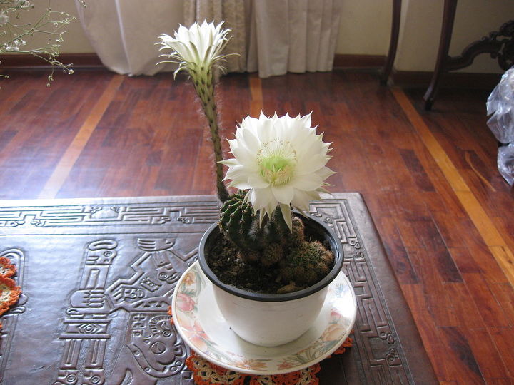 cactus floreciendo mis primeras flores 2014