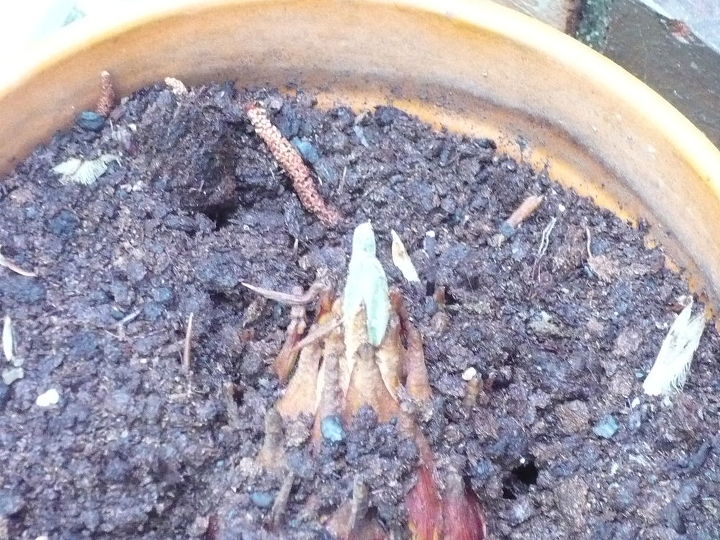 sago palm is growing, gardening, Let s hope this baby takes off too Another one planted at the same time is about this size too