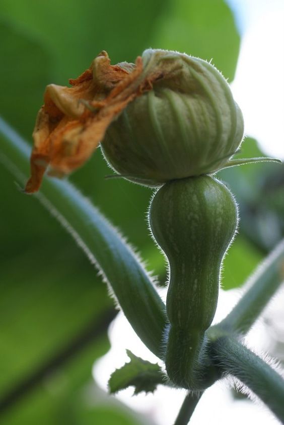 how to pollinate squash by hand, gardening, Female squash flower that has been properly pollinated