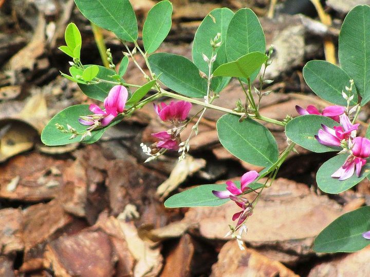 cassia pink, flowers, gardening
