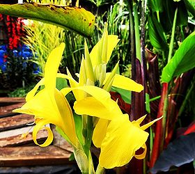aquatic plants inspiration gallery, gardening, ponds water features, Yellow Longwood Canna