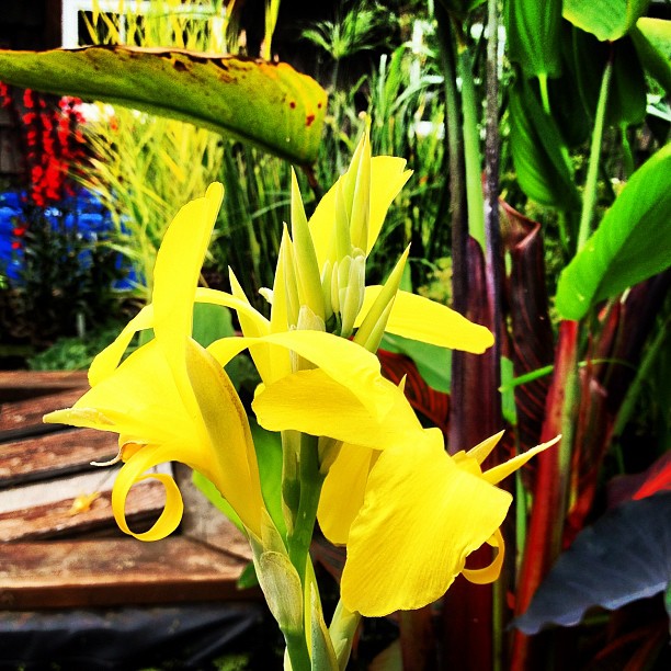 aquatic plants inspiration gallery, gardening, ponds water features, Yellow Longwood Canna