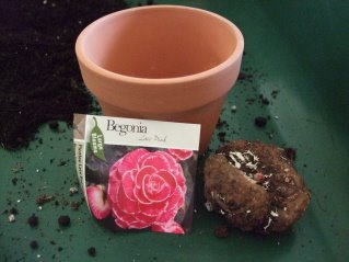 planting begonia tubers, flowers, gardening, I started with a tuber that would hopefully one day blossom into this pretty pink flower