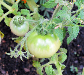 tomato plants container gardening, container gardening, gardening