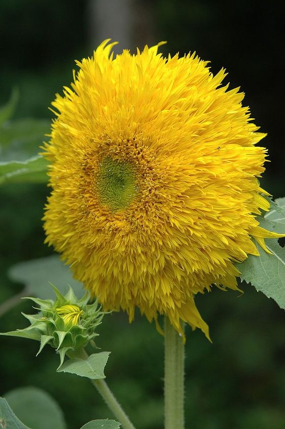 the august garden and sunflowers, flowers, gardening, Teddy Bear Sunflower Botanical Interest