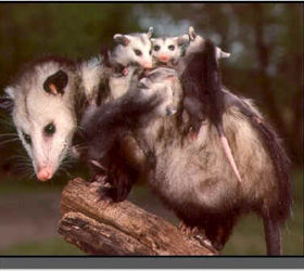 opossum, electrical, pest control, pets animals, Opossum her babies