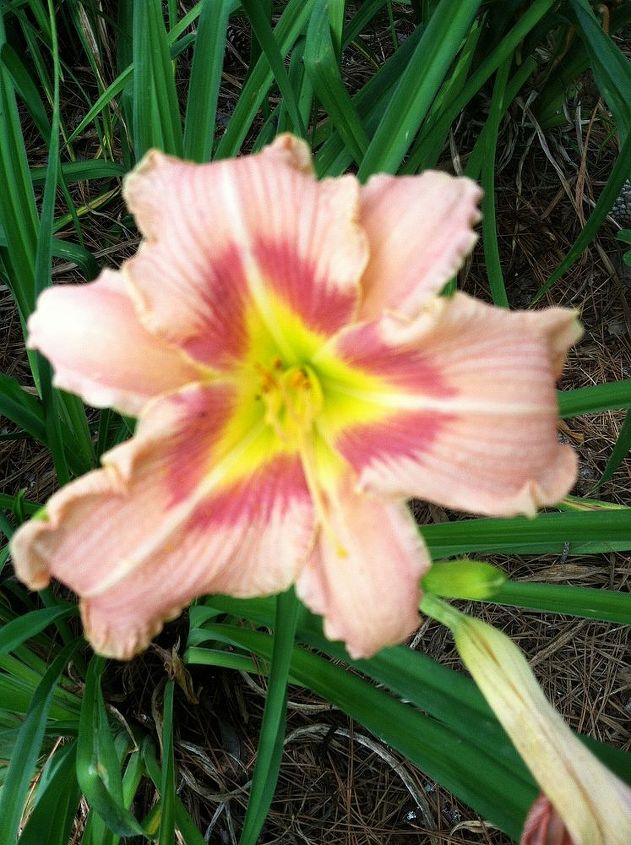 summer blooms, flowers, gardening, hibiscus, Daylily I crossed