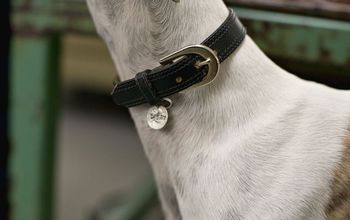 Old Belts Into New Dog Collars