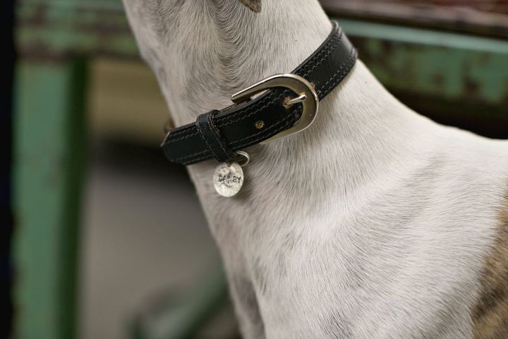 old belts into new dog collars, pets animals, repurposing upcycling