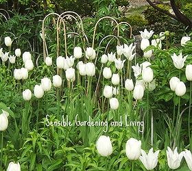 quick tulip tips, flowers, gardening, A mass planting of one tulip variety is very effective
