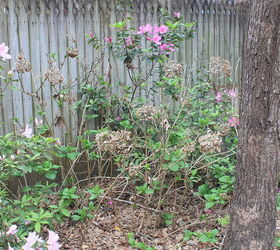 n fl novice gardener advice on rehabilitating azaleas hydrangeas, Hydrangeas