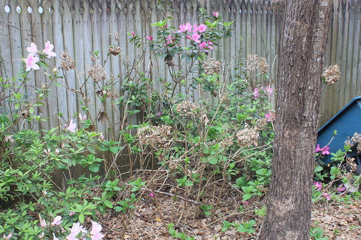 n fl novice gardener advice on rehabilitating azaleas hydrangeas, Hydrangeas