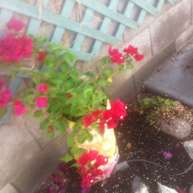 my backyard in arizona, flowers, gardening, outdoor living, raised garden beds
