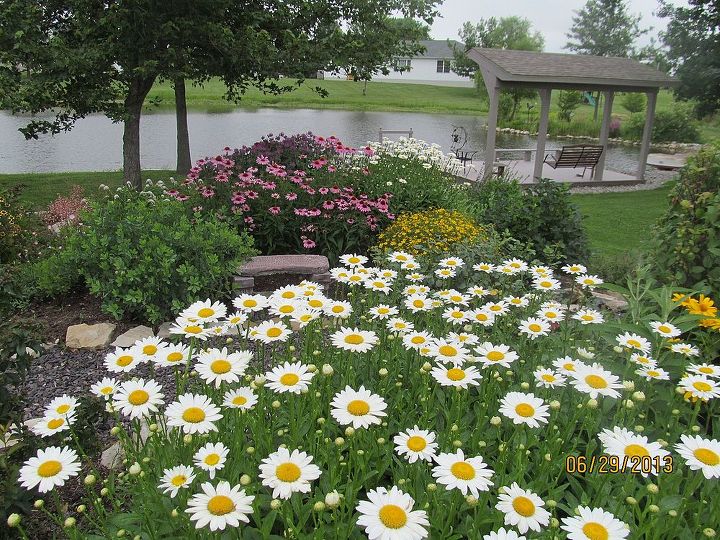 illinois gardens i don t water and fail to weed often, flowers, gardening, perennials