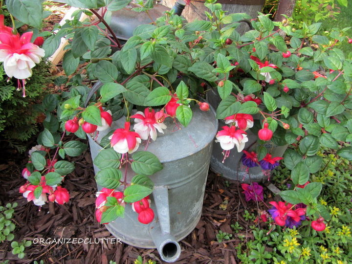 garden junk fuschias, gardening, outdoor living, repurposing upcycling, Watering can and roller scrub pail