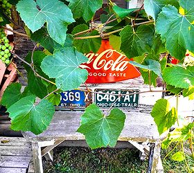 a happy grapevine accident story worth telling, garages, gardening, outdoor living, repurposing upcycling, The grapevine indeed morphed the little shed into something much more spectacular and it s my hope you allow yourself to do the same