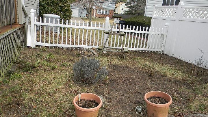 my perennial garden year 2, flowers, gardening, perennials, Looking pretty bleak in March I m planning to create a path up the middle to herb garden ladder
