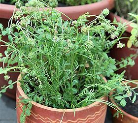 grow your own perennial container herb garden, container gardening, flowers, gardening, perennials, Of course there is the tried and true thyme parsley and oregano too Find out about all sorts of herbs on the blog