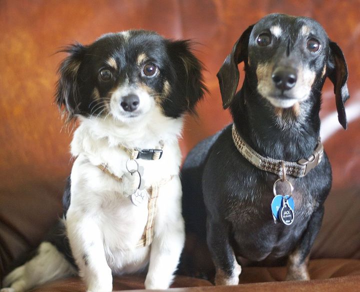 little cottage on the pond home tour, Doxies Residentes Violet e Jack