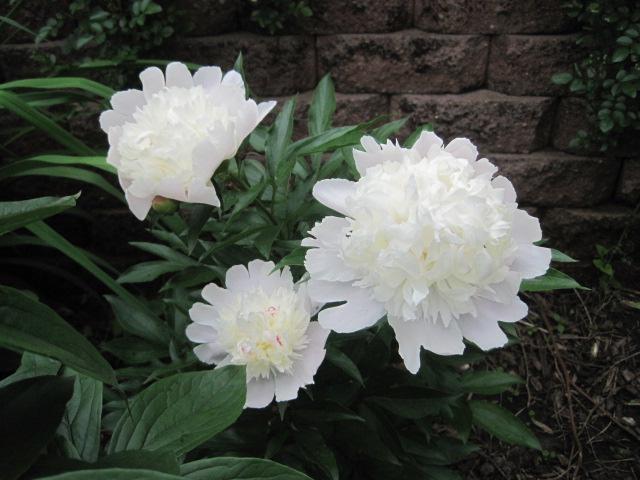 my garden in june, flowers, gardening, hydrangea, White peony