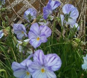 flowers in my gardens, flowers, gardening, Violas that the rabbits found irresistible looking forward to them coming back
