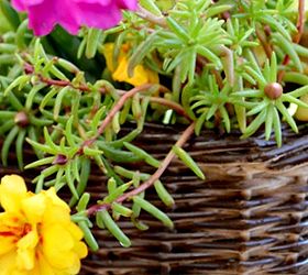 turn a old basket into a basket full of succulents, flowers, gardening, repurposing upcycling, succulents