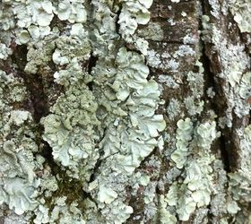 Help me identify this green stuff on my trees