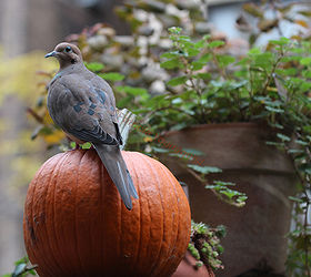 urban hedges part one shelving, flowers, gardening, outdoor living, pets animals, shelving ideas, urban living, Mourning Doves are people watchers He she is STARING into my neighbor s window from atop the highest shelf in my Lucas hedge structure but the exhibitionist no longer lives there More info on this delightful bird