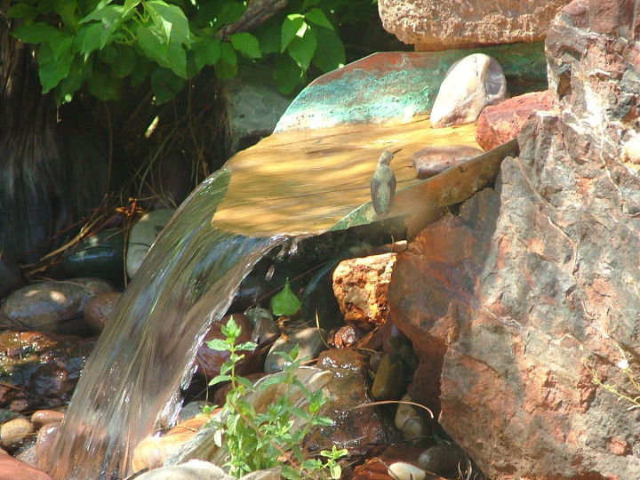 our work, flowers, gardening, outdoor living, pets animals, ponds water features, Hummingbird stops by for a drink and a bath