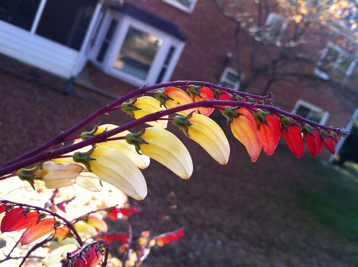 what is this flower, flowers, gardening