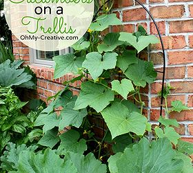 how to grow cucumbers on a trellis small space gardening, gardening, Buy an inexpensive trellis at your local garden center and when the cucumber plants begin to vine start training them to grow up the trellis