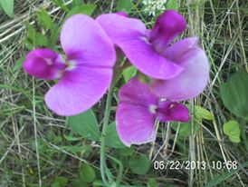 just some of the flowers in our yard, flowers, gardening, Sweet Pea