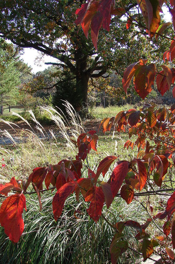 fall in rural north alabama, flowers, landscape, outdoor living