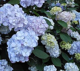 Hydrangeas Hometalk   Zqq3iqai5hohyprmht6m51d256b3e676a.JPG