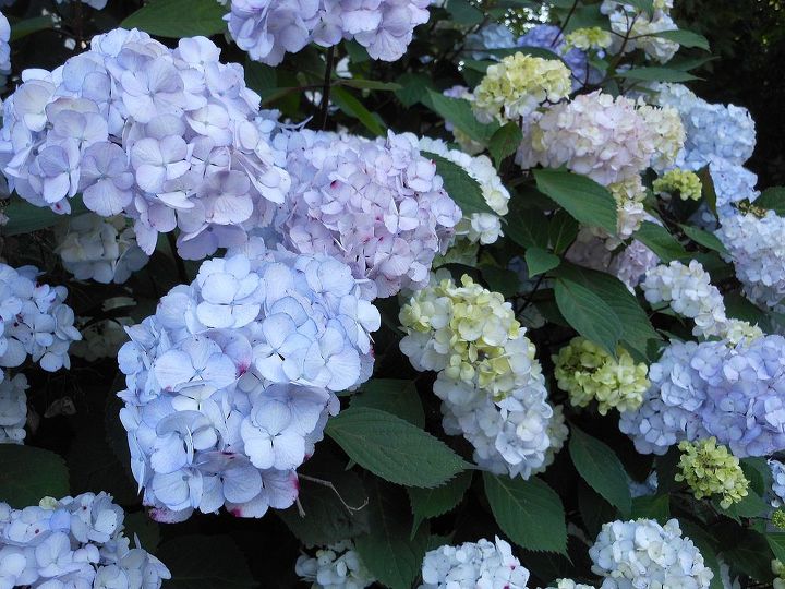 hortnsias, Lindas flores azuis fofas